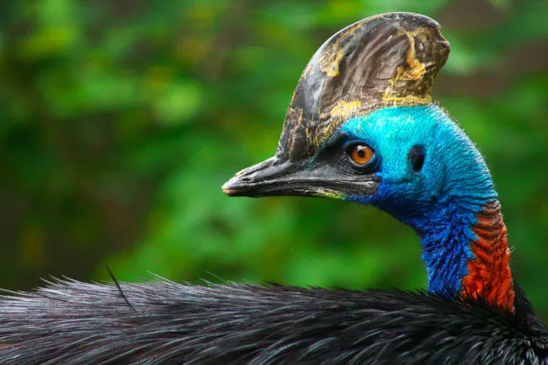 Cassowary