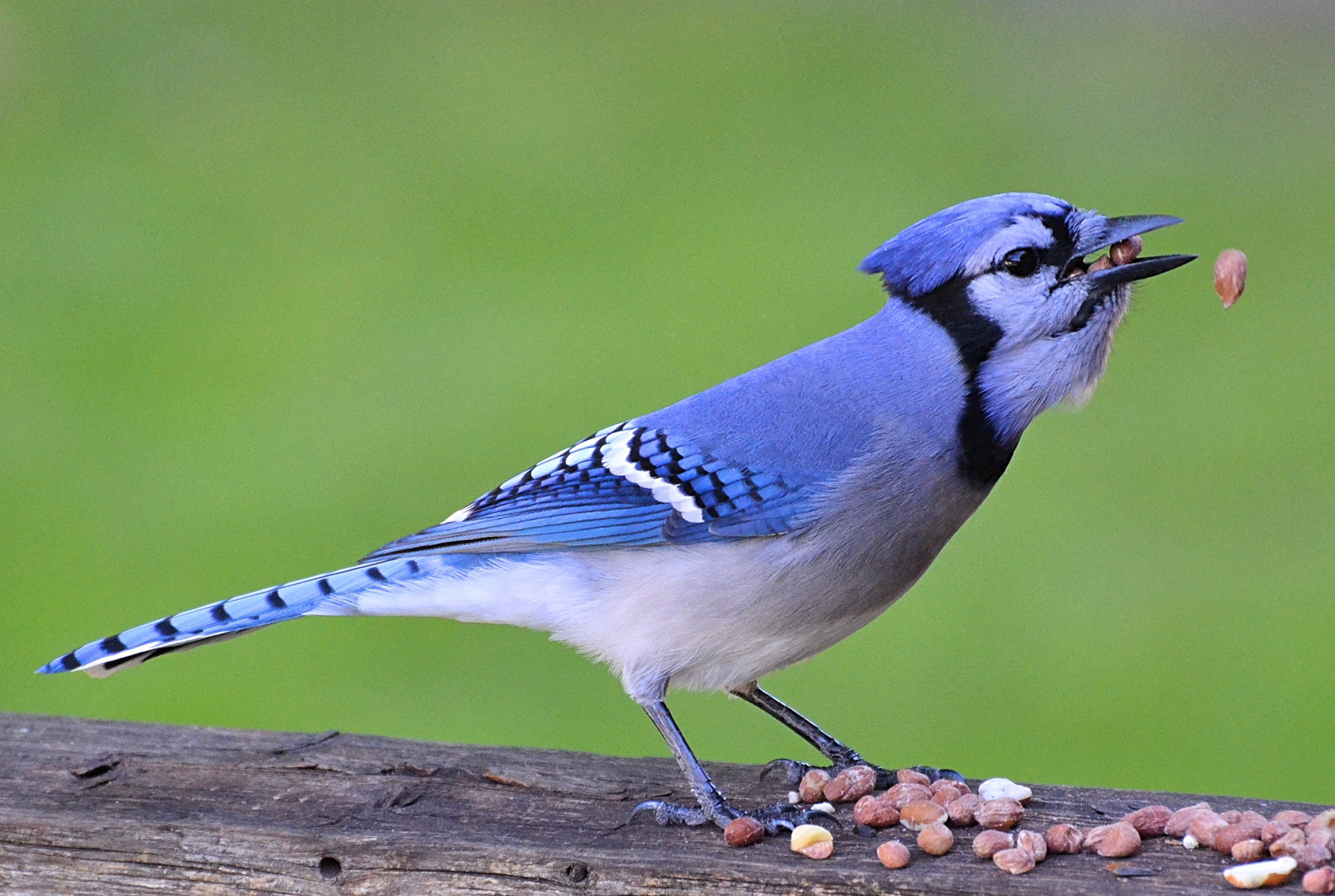 Blue Jay