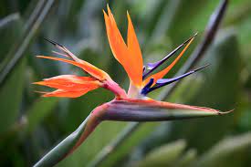 Birds of Paradise